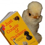 Buff Polish Chick with Book