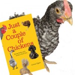 Cuckoo Maran Chicks with the book