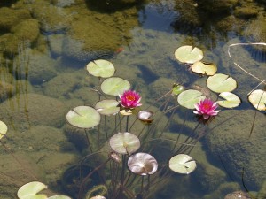 The Lilypond of Self Publishing Advice