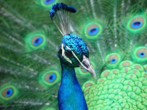 self publishing advice for social media peacocks