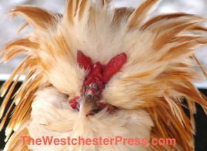Just A Couple Of Chickens tells about Buff Laced Polish Chickens