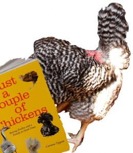 Just A Couple Of Chickens by Corinne Tippett and fugly chooks