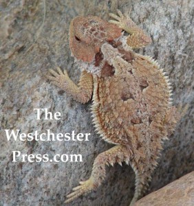Horned Lizard and The Westchester Press