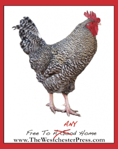 The Free Rooster by Corinne Tippett at The Westchester Press