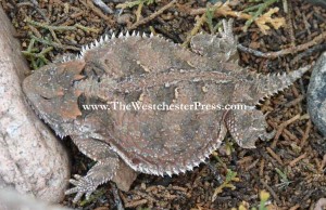 The Horned Lizard of Self Publishing, who is proud of her new tat, strongly recommends you read the Terms Of Service when you are self publishing a book.