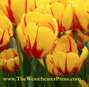 It is Tulip Time here in Portland, and my bulbs of do it your self publishing are getting ready to bloom.