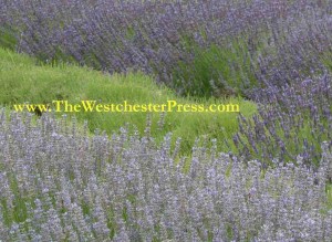 Updating Books In Print is like a stroll through a garden of lavender. Okay, no it isn't. But it is very satisfying.
