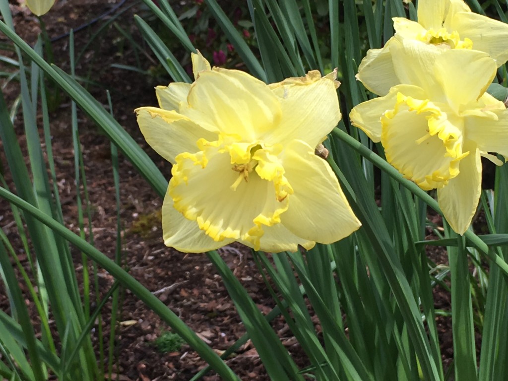 Daffodil 2017